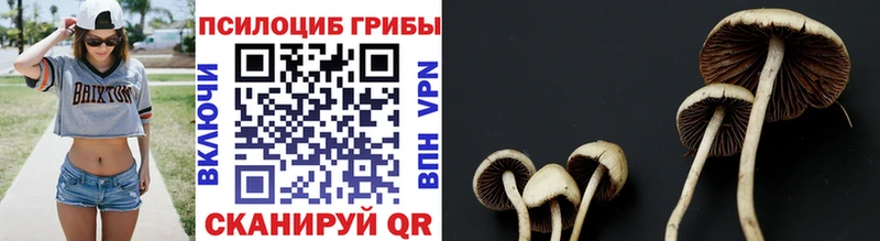 продажа наркотиков  Питкяранта  Псилоцибиновые грибы Psilocybe 
